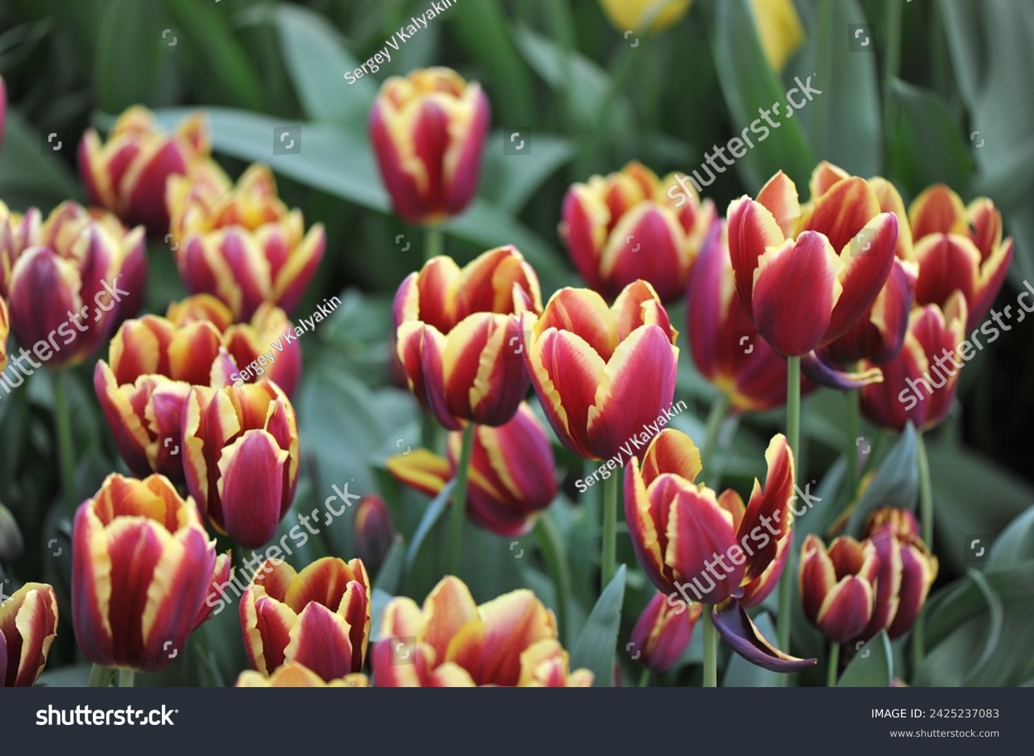 Dark red with yellow edges Triumph tulips (Tulipa) Doberman bloom in a garden in April #2425237083