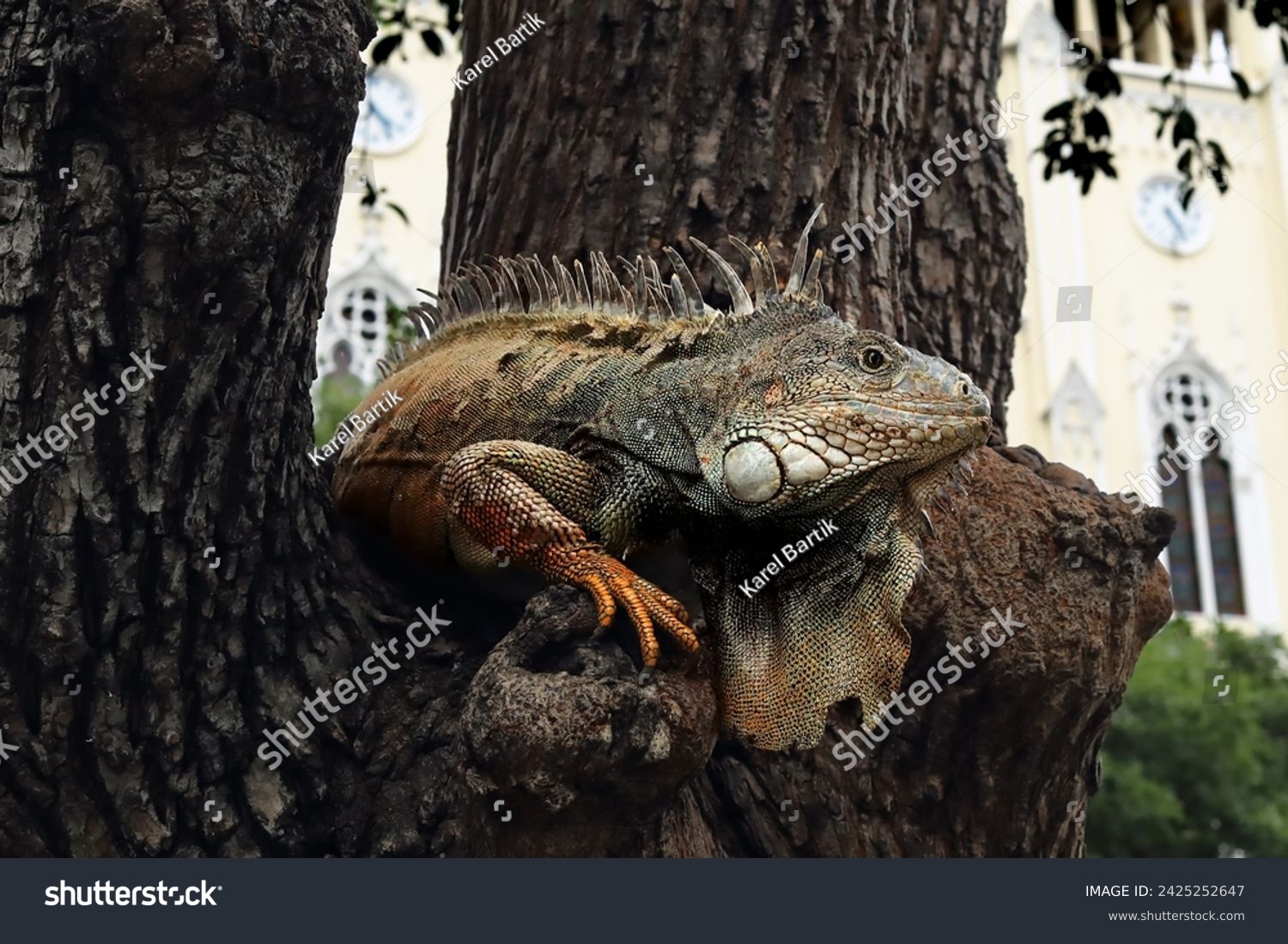 The green iguana (Iguana iguana), also known as the American or the common green iguana sitting on a tree in a city park. A large lizard on a tree with a temple in the background. #2425252647