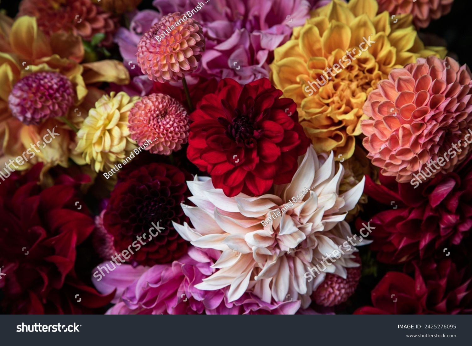 Various colours and shapes of dahlia flowers #2425276095