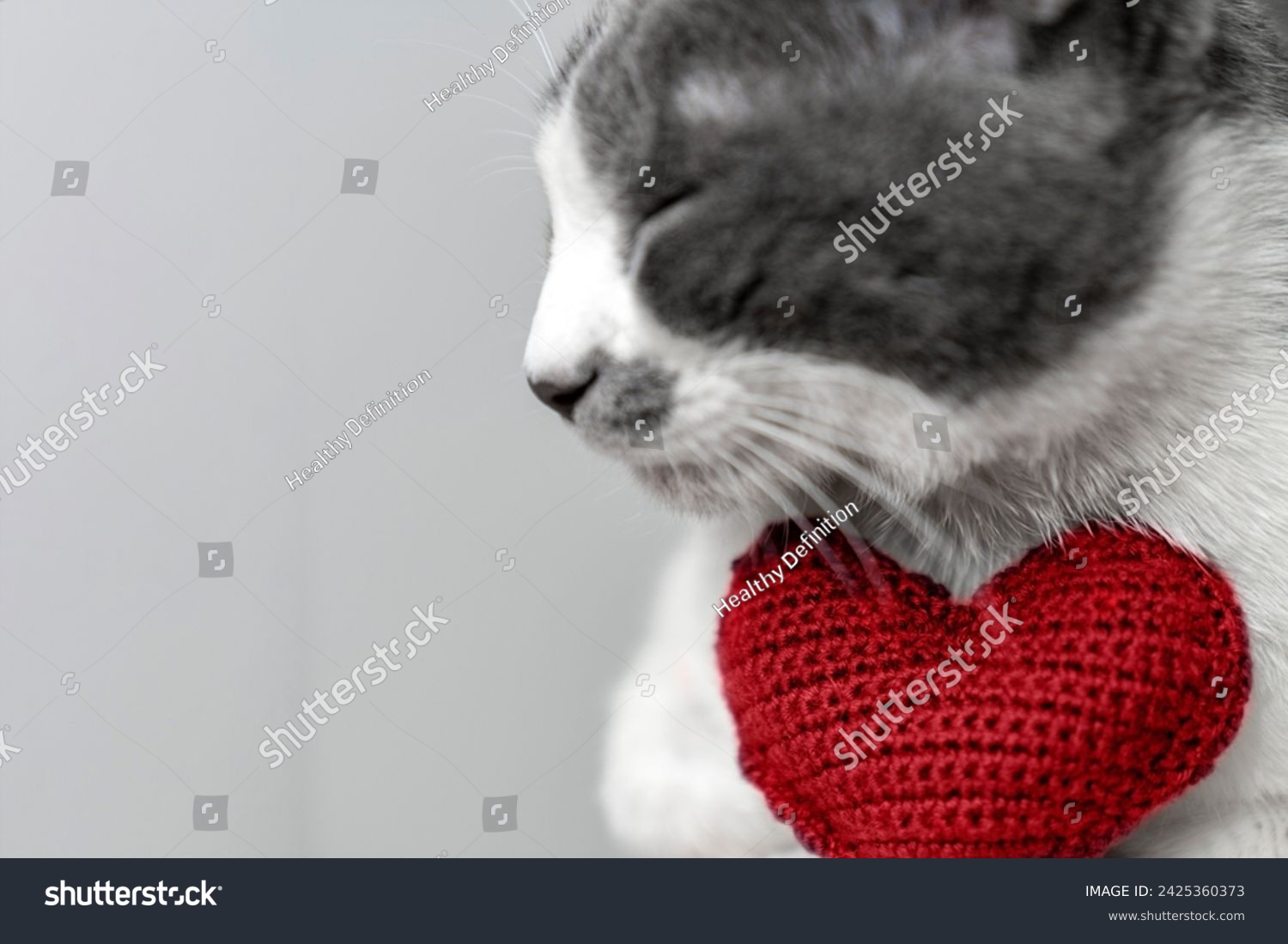 Red knitted heart in the paws of a cat. a gray and black fluffy cat for Valentine's Day or postcard. Textured background with a cat. copy space. valentine's day, lovers day, love concept #2425360373