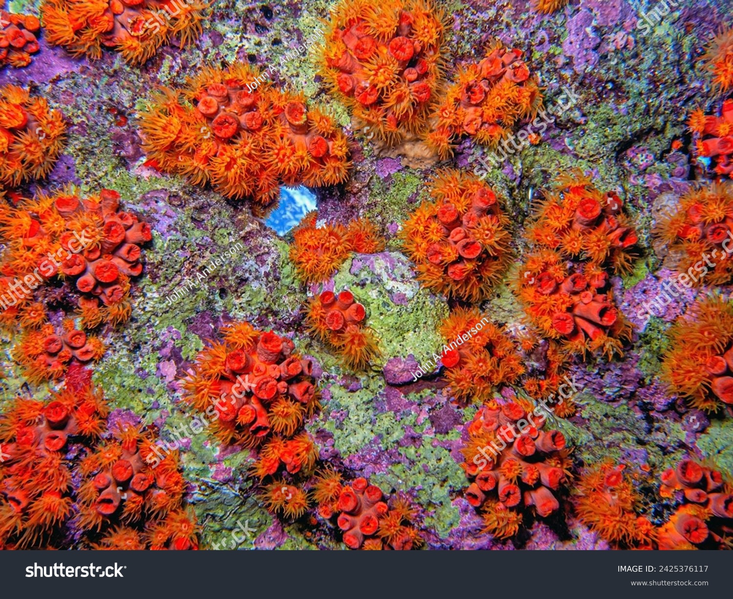 Orange cup coral,Tubastraea coccinea,belongs to a group of corals known as large-polyp stony corals #2425376117