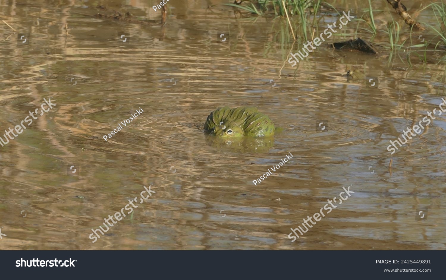 Erindi Private Game Reserve in Namibia : South African giant bullfrog Pyxicephalus adspersus in a pond - lone male croaking and blown up #2425449891