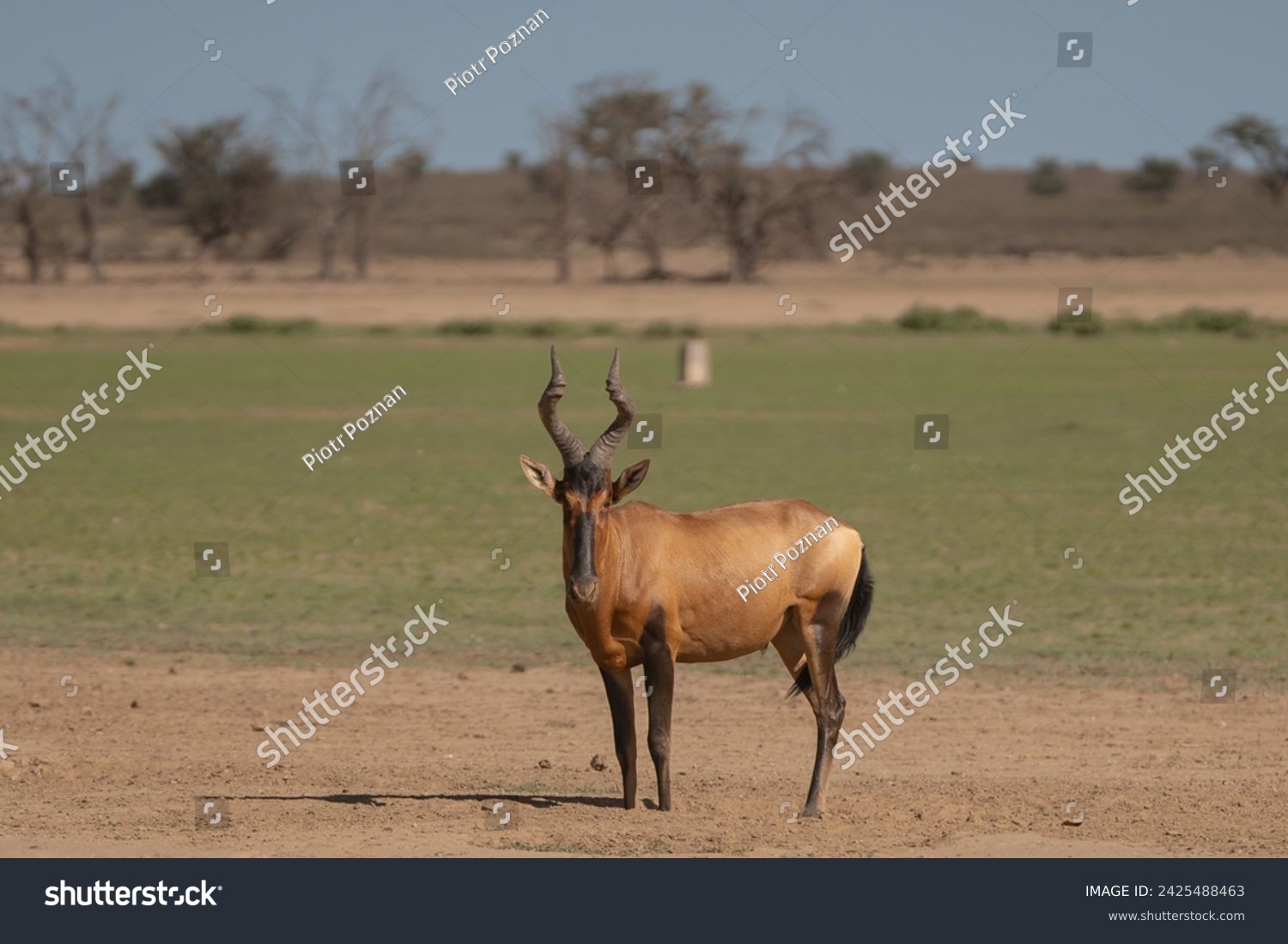 Red hartebeest, Cape hartebeest or Caama - Alcelaphus buselaphus caama on green grass with Botswana South Africa border sloop in background. Photo from Kgalagadi Transfrontier Park in South Africa. #2425488463
