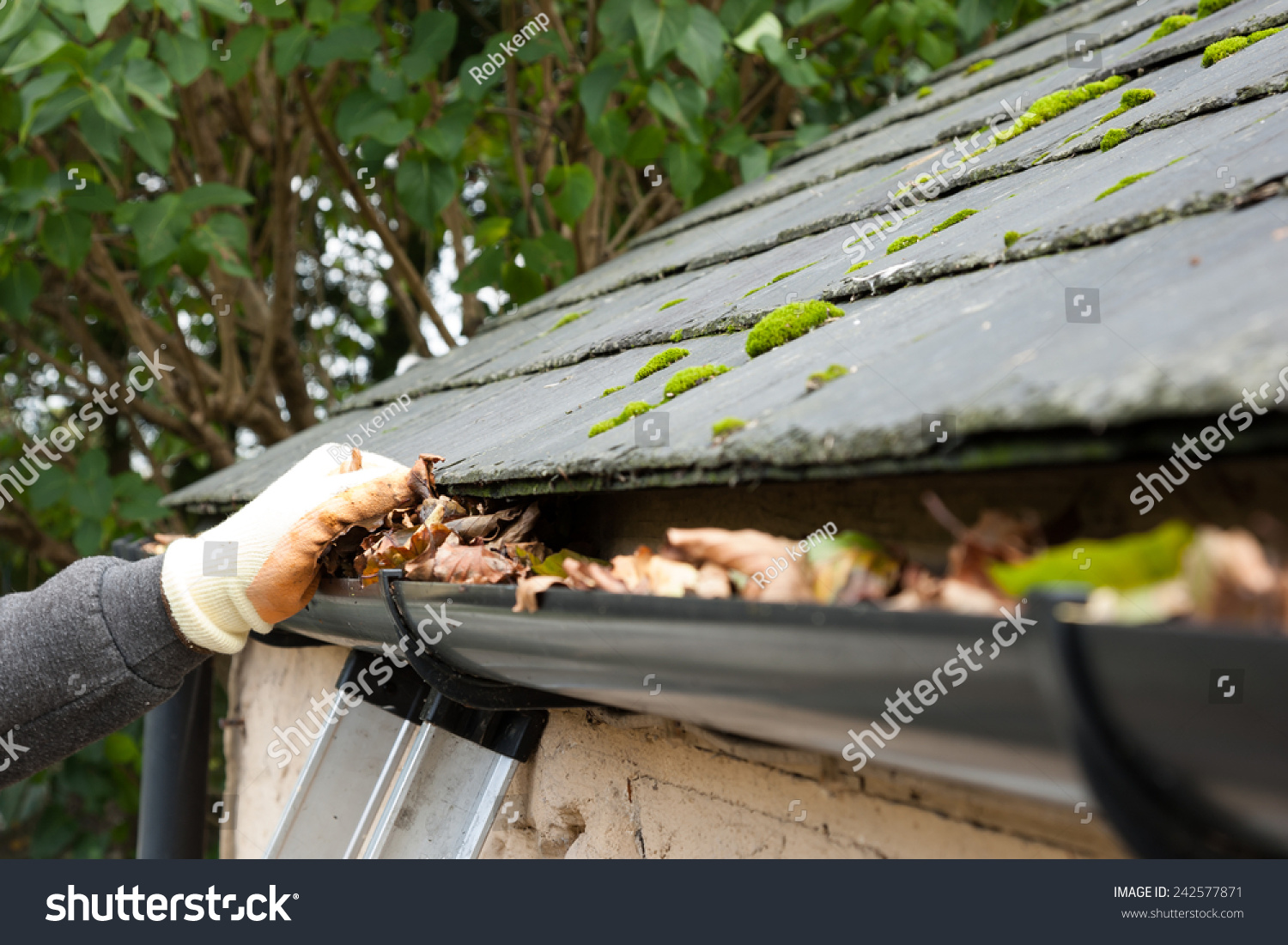 clearing blocked gutter of autumn leaves by hand #242577871