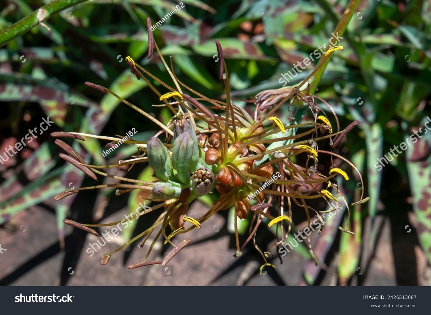 Sydney Australia, flowerhead of a manfreda guttata also know as polianthes guttata #2426513087