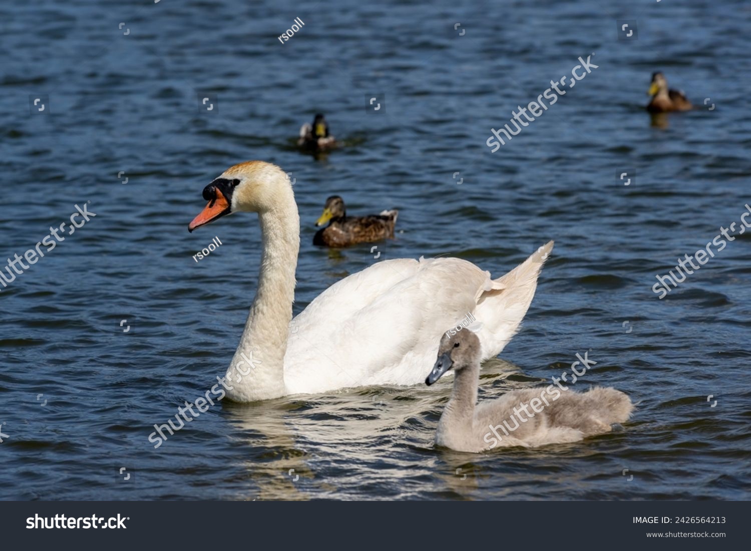 grey chicks of the white sibilant swan with grey down, young small swans with adult swans parents #2426564213