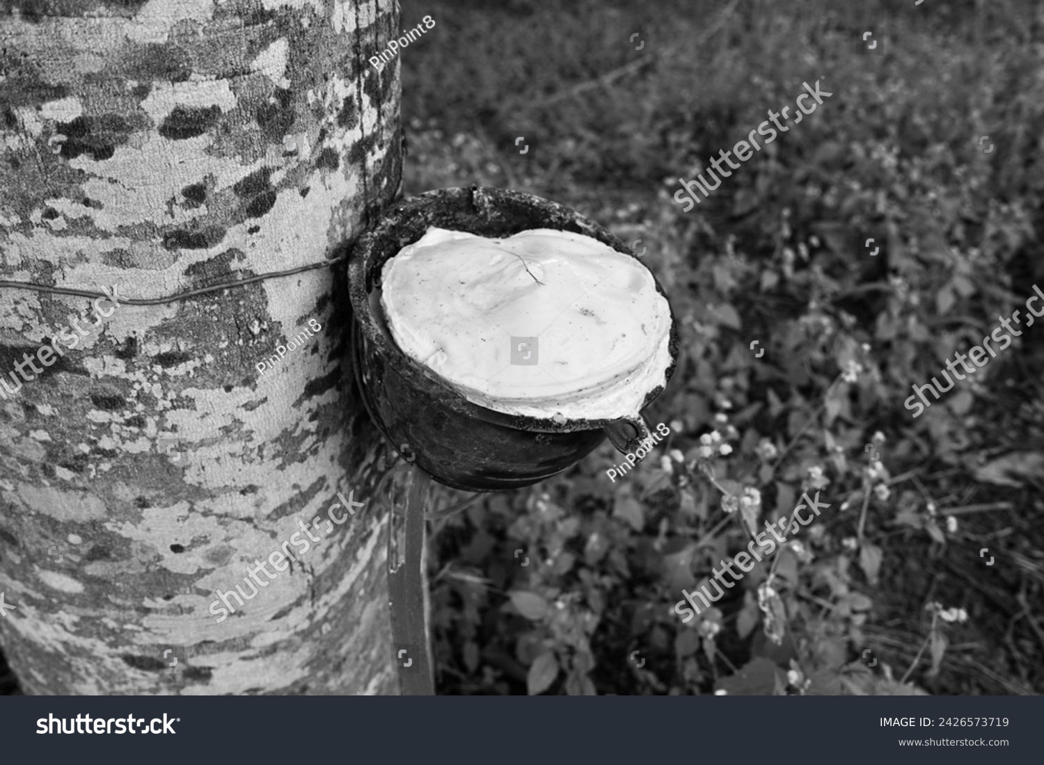 Rubber tapping, Tapping latex rubber tree, Rubber Latex extracted from rubber tree , agricultural gardening products. #2426573719