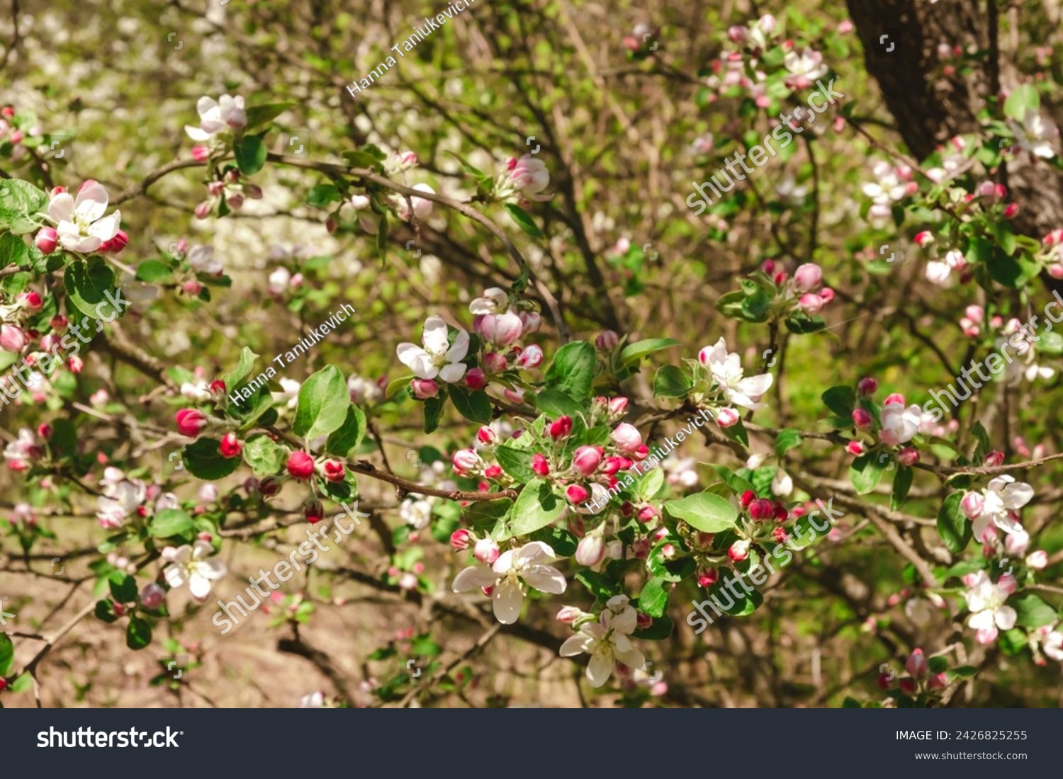 Apple tree buds of pink and white flowers on a branch in the spring. Blooming garden in springtime. Beauty in nature. Copy space. Plant cultivation. Orchard in bloom. May scenery.  #2426825255