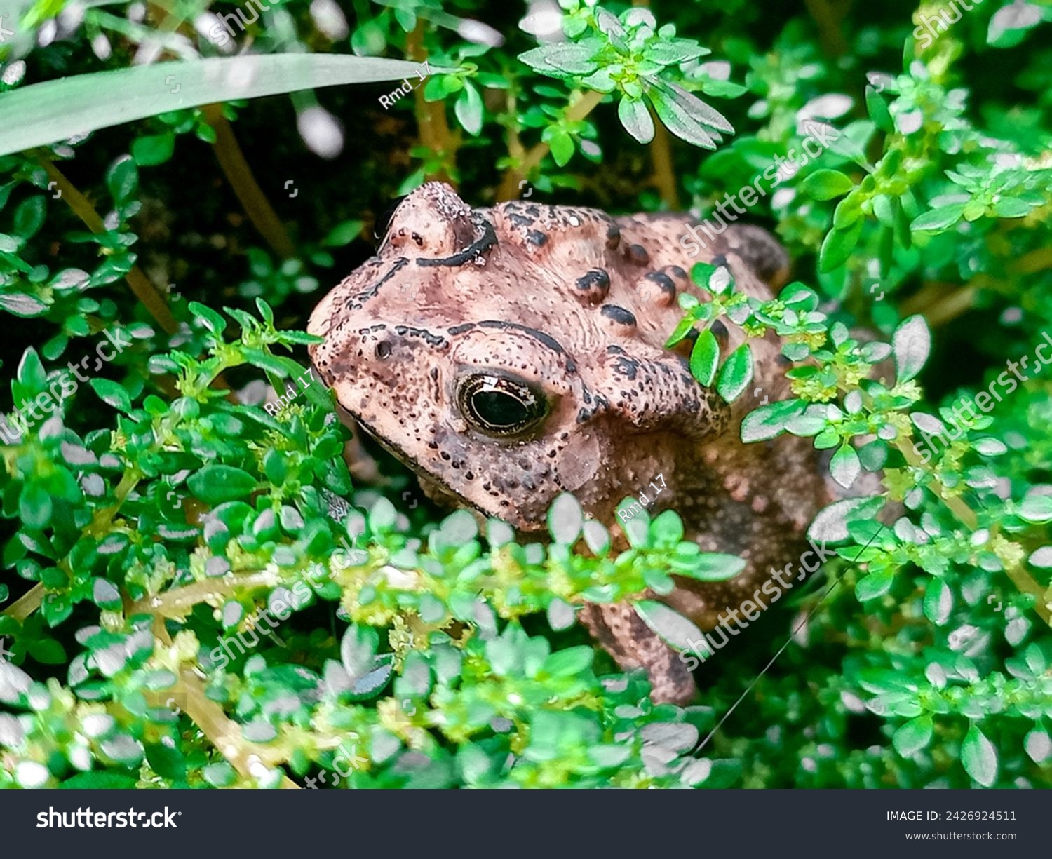 Toad sitting on mossy forest floor.
The moor frog (Rana arvalis) is a slim, reddish-brown, semiaquatic amphibian native to Europe and Asia. It is a member of the family Ranidae, or true frogs. #2426924511