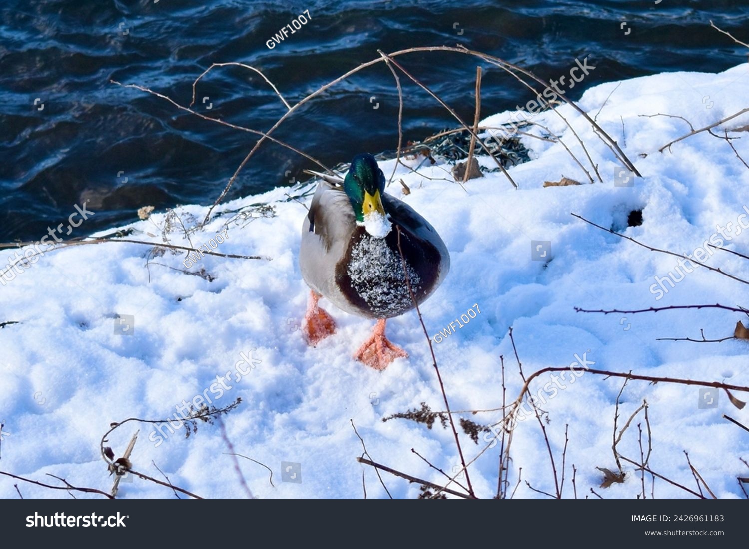Etobicoke, ON. Sep, 2021, Ducks by the River, Winter. #2426961183