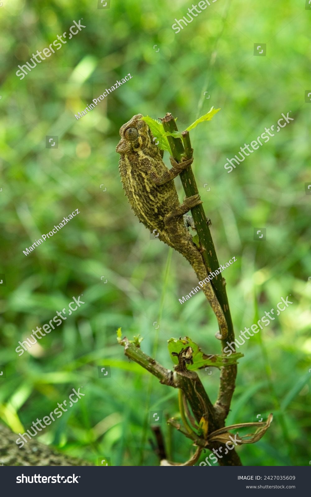 Trioceros rudis chameleon in Uganda's forest. Coarse chameleon is hunting in the forest. Animals who change color of skin. #2427035609
