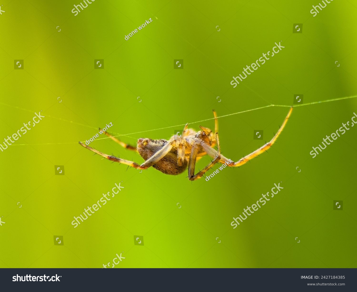 Translated from English-Neoscona, known as the spotted orb-weaver and barn spider, is a genus of orb-weaver spider that was first described by Eugène Simon in 1895 to separate it from other araneids i #2427184385