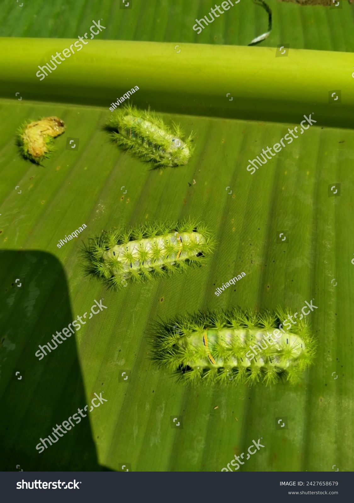 Green caterpillars on banana leaves #2427658679