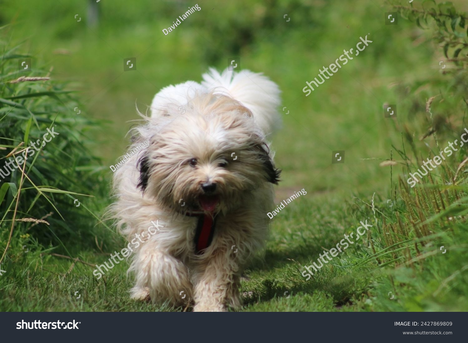 Tibetan terrier dog running pets #2427869809