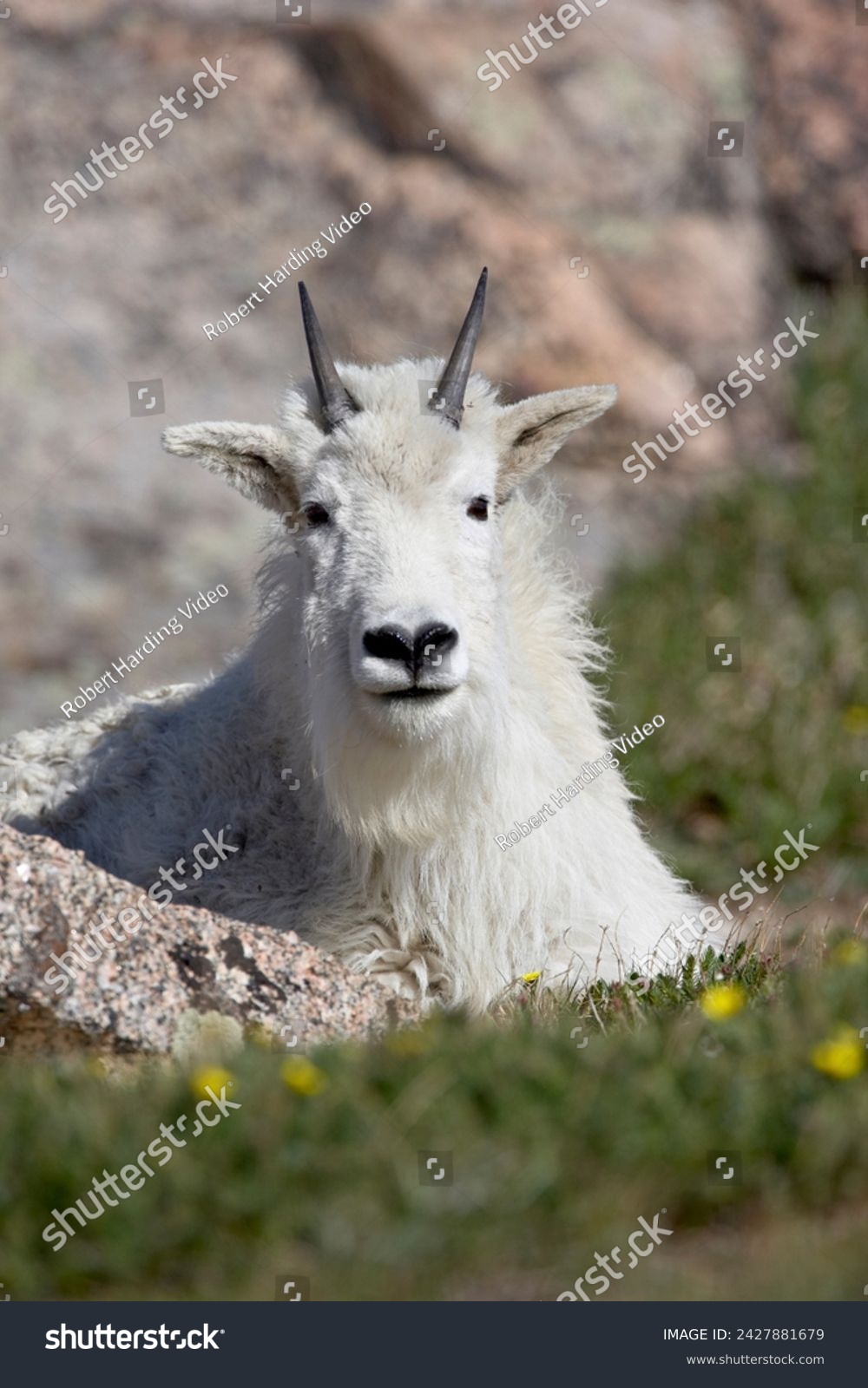 Mountain goat (oreamnos americanus), mount evans, colorado, united states of america, north america #2427881679