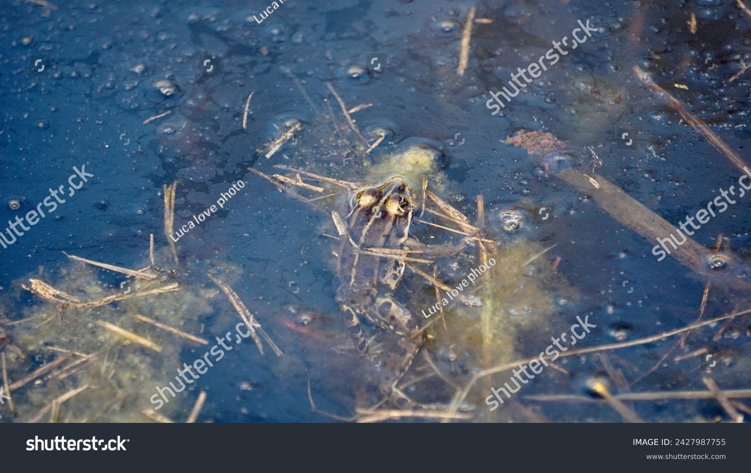 Ecology and behavior of Pelophylax ridibundus: The Marsh frog, at the pond. Winter season      #2427987755