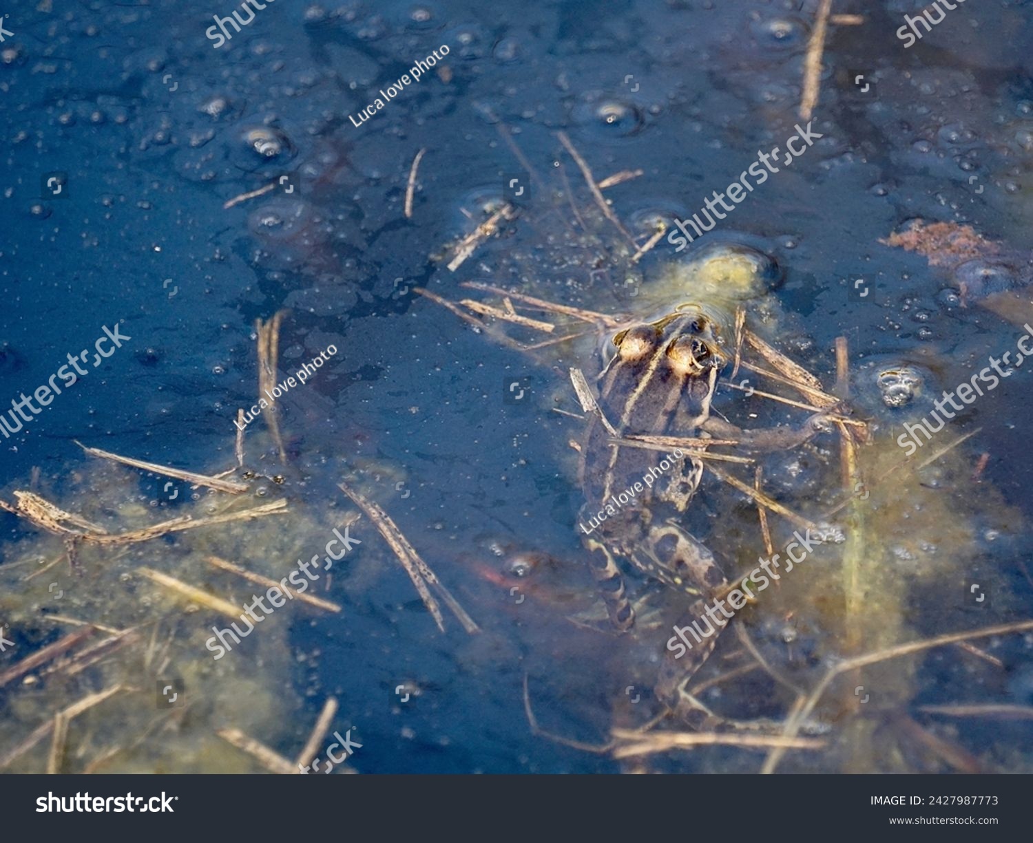 Ecology and behavior of Pelophylax ridibundus: The Marsh frog, at the pond. Winter season      #2427987773