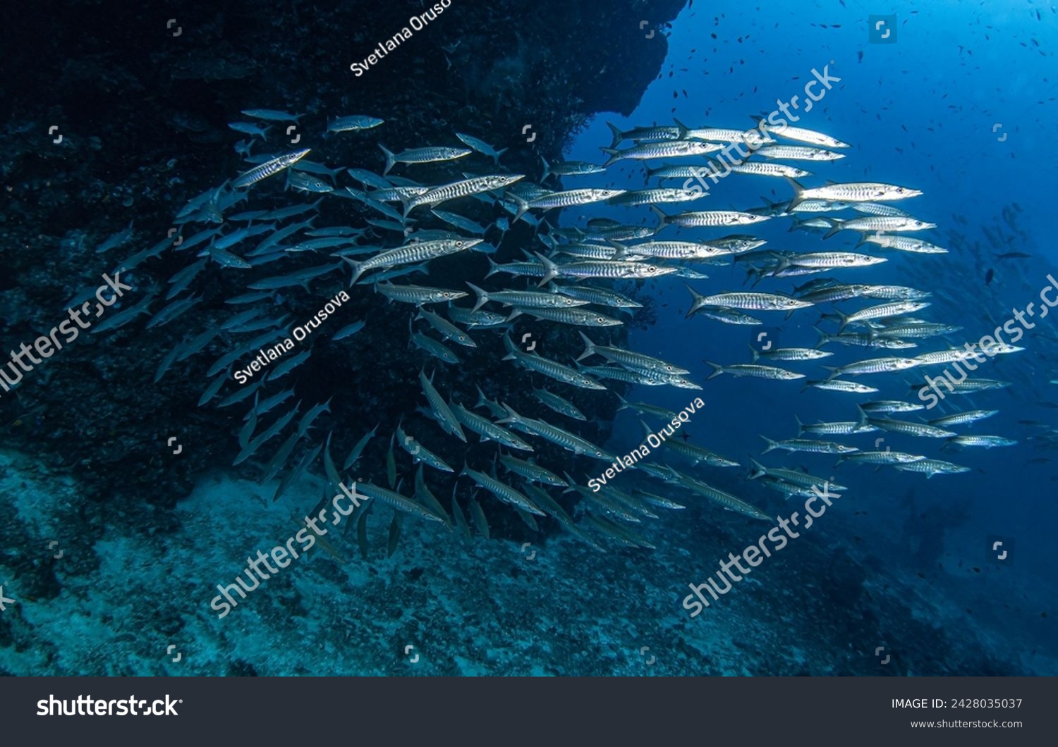 Underwater barracuda fish shoal. Barracudas in the underwater world. Barracuda fishes underwater. Underwater barracuda fishes #2428035037