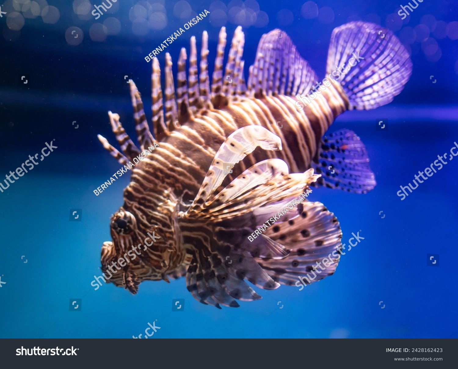 exotic fish with long fins on blue water background #2428162423