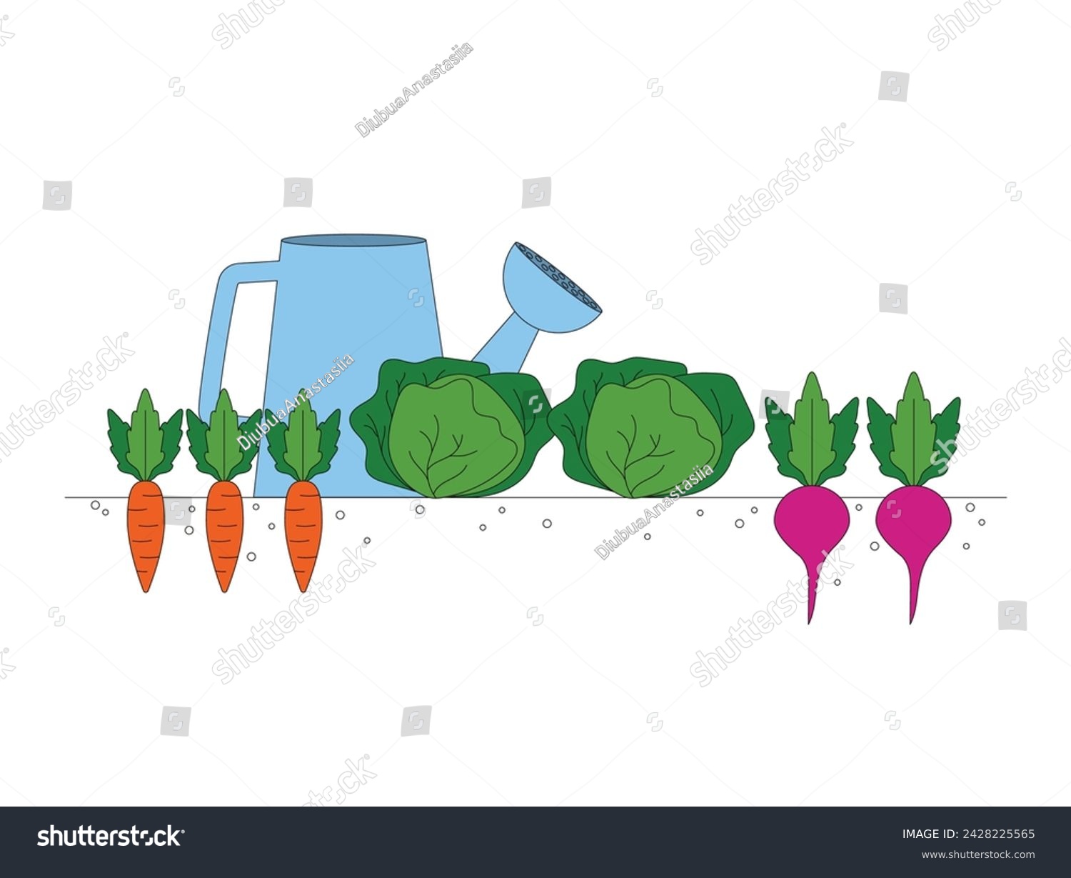 Gardening. Harvesting. Carrots, cabbage, beets. Grown vegetables. Vector graphic. #2428225565
