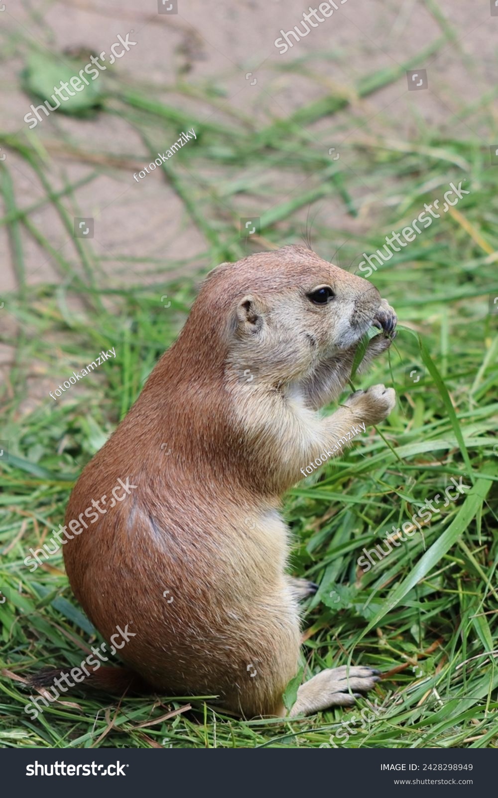 Cynomys ludovicianus, a diurnal rodent, eats grass in the zoo #2428298949