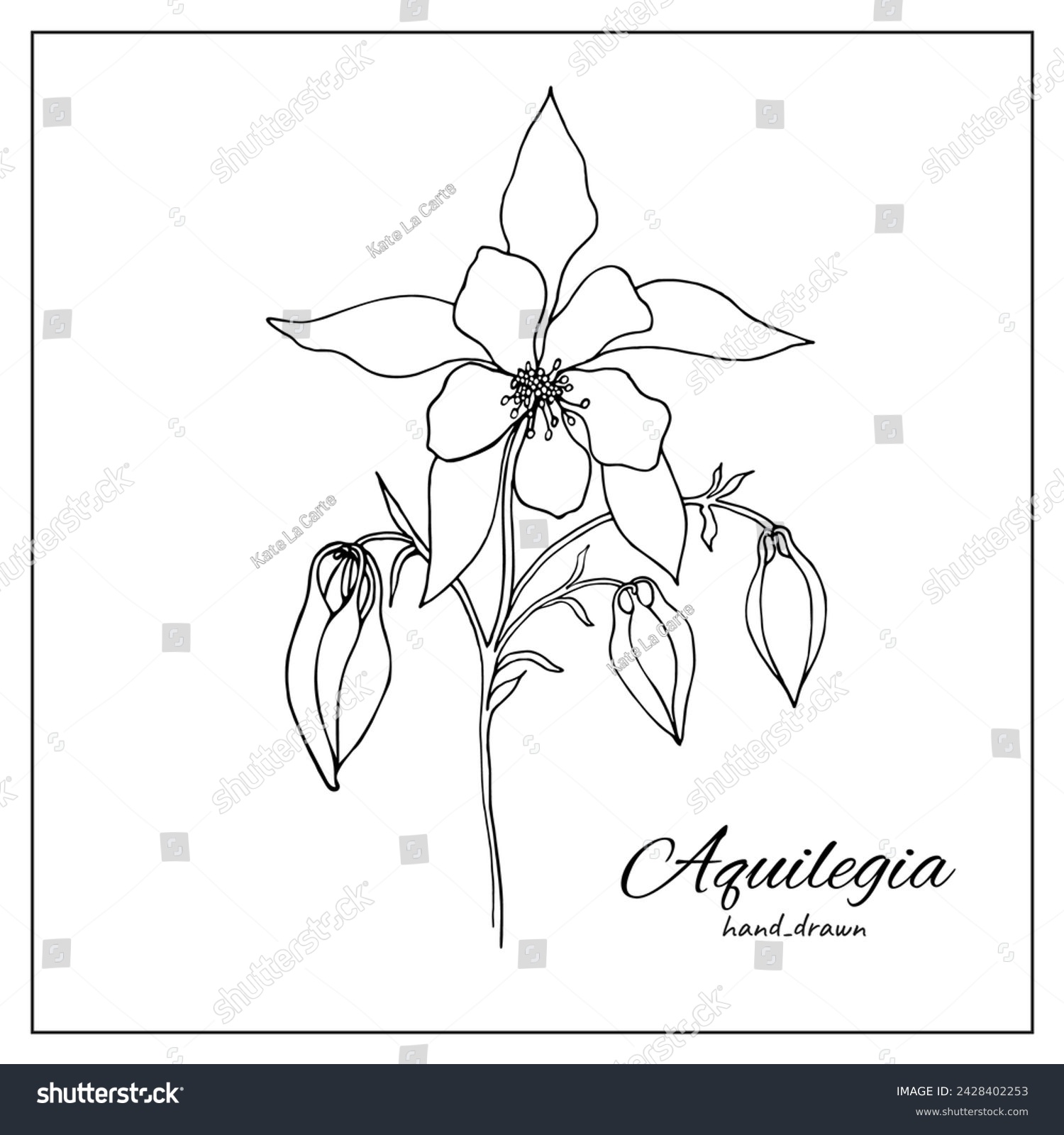 Columbine aquilegia flower blossom. Isolated vector botanical illustration: retro, vintage, hand drawn, black and white, outline. For coloring book, botanical illustration, design, decoration. #2428402253