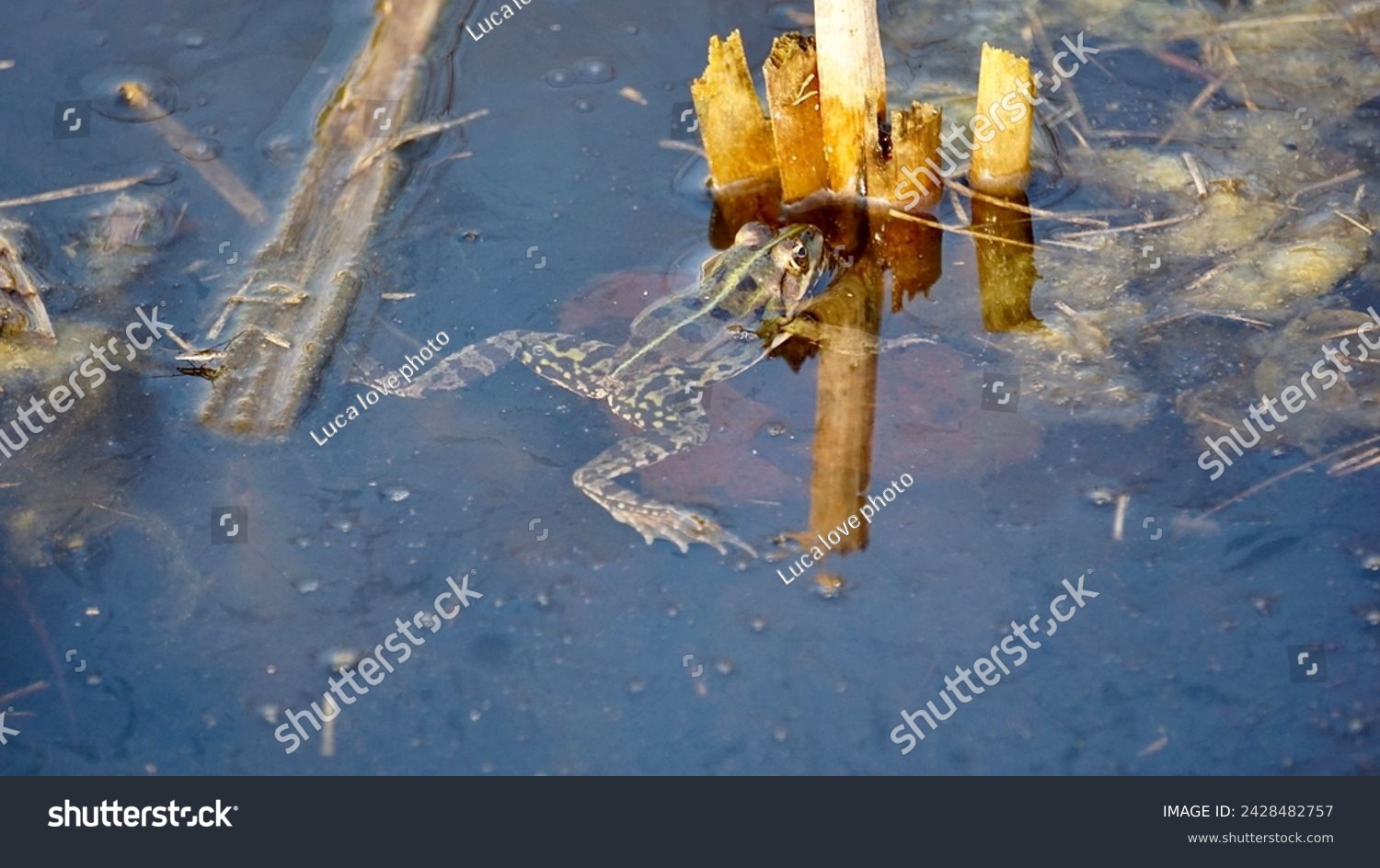 Ecology and behavior of Pelophylax ridibundus: The Marsh frog, at the pond. Winter season      #2428482757