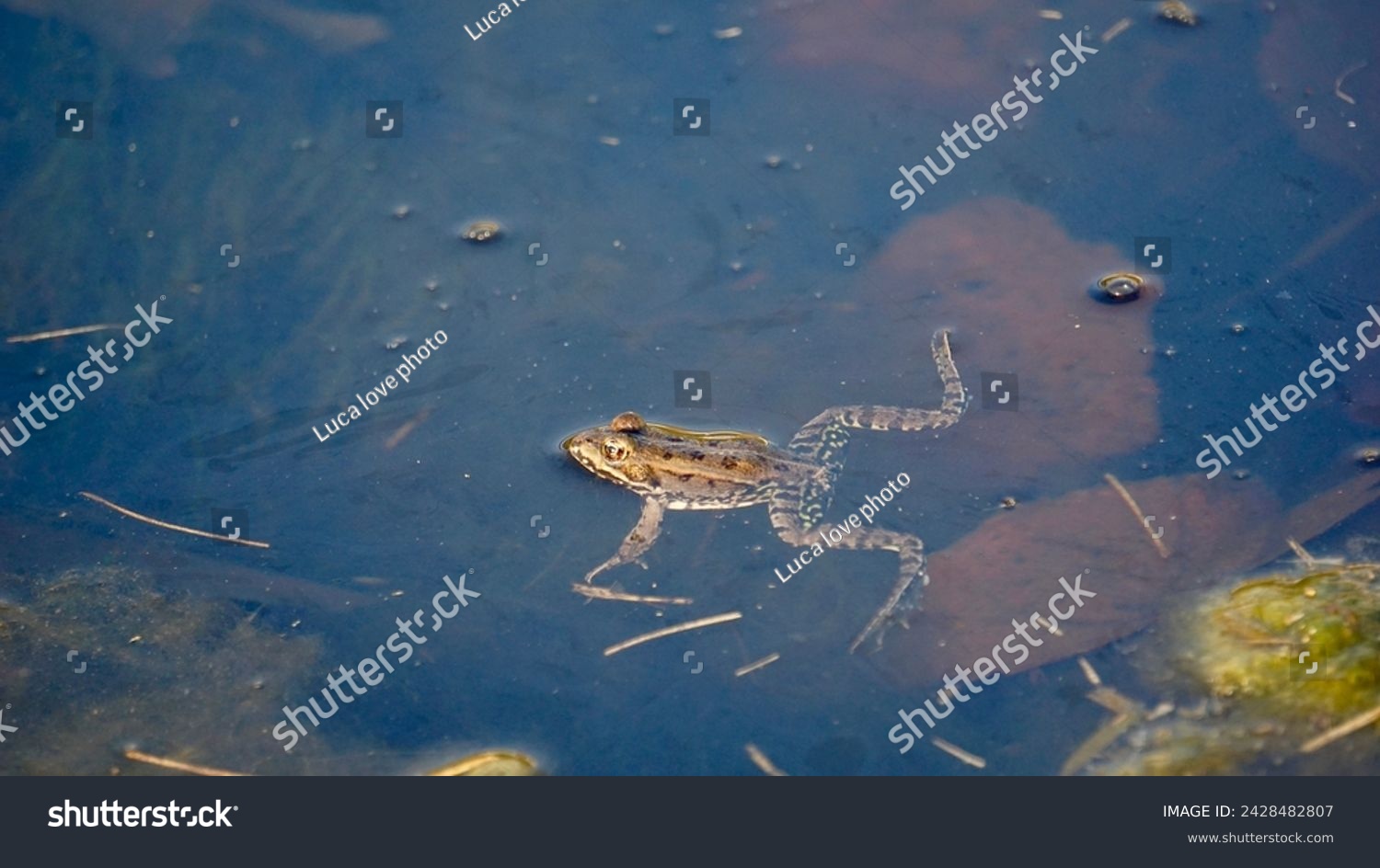 Ecology and behavior of Pelophylax ridibundus: The Marsh frog, at the pond. Winter season      #2428482807