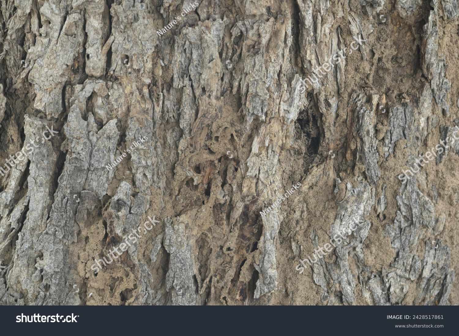 Old tree texture. Bark pattern, For background wood work, Bark of brown hardwood, thick bark hardwood, residential house wood. nature, tree, bark, hardwood, trunk, tree , tree trunk close up texture #2428517861