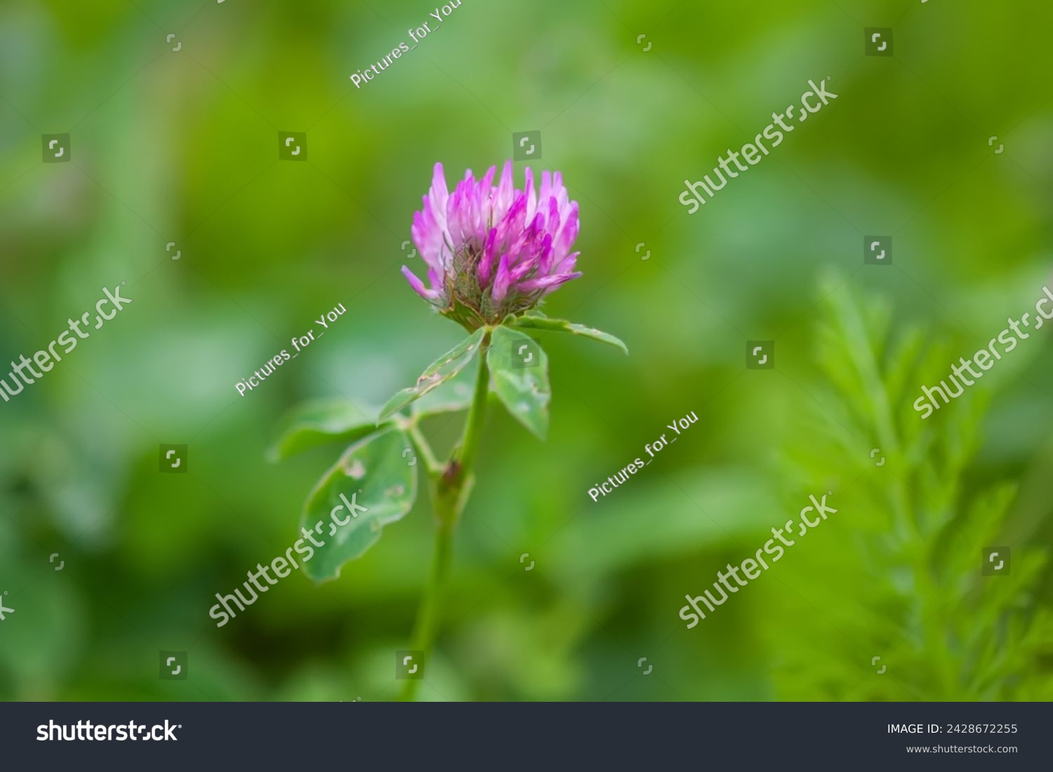Pink clover flower. Wildflower close up.  #2428672255