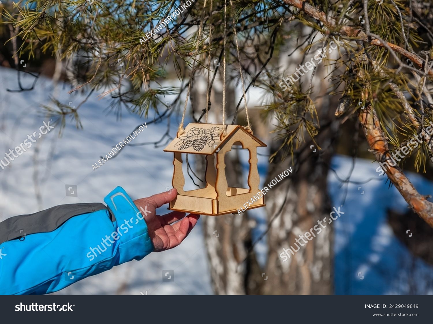 A woman's hand holds a bird feeder suspended from a pine tree, close-up in spring #2429049849
