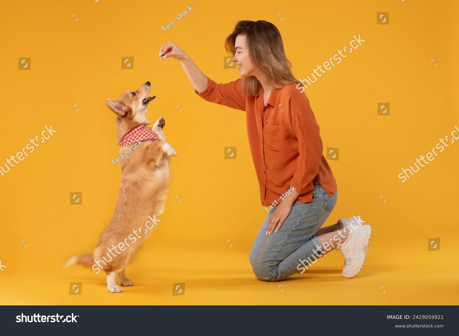 Happy woman joyfully engages in play and training activities with her attentive pembroke welsh corgi dog, sitting on vibrant yellow background, side view #2429059921