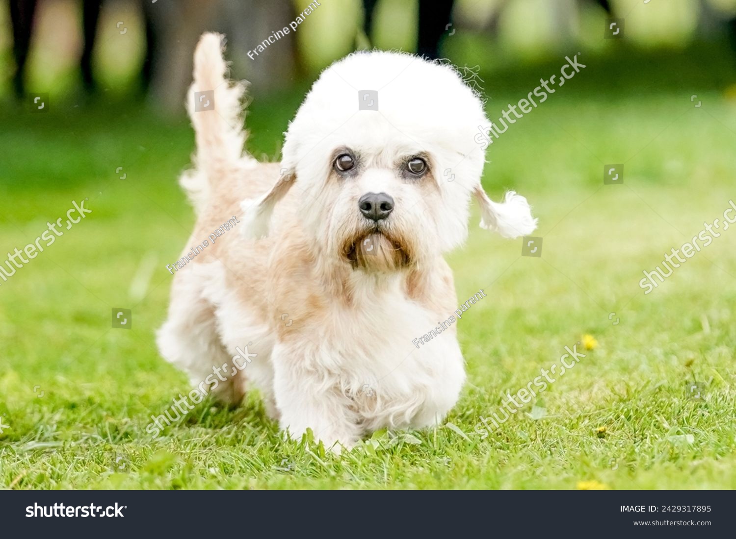 Dandie Dinmont Terrier dog standing in a field on a bright summer day
 #2429317895