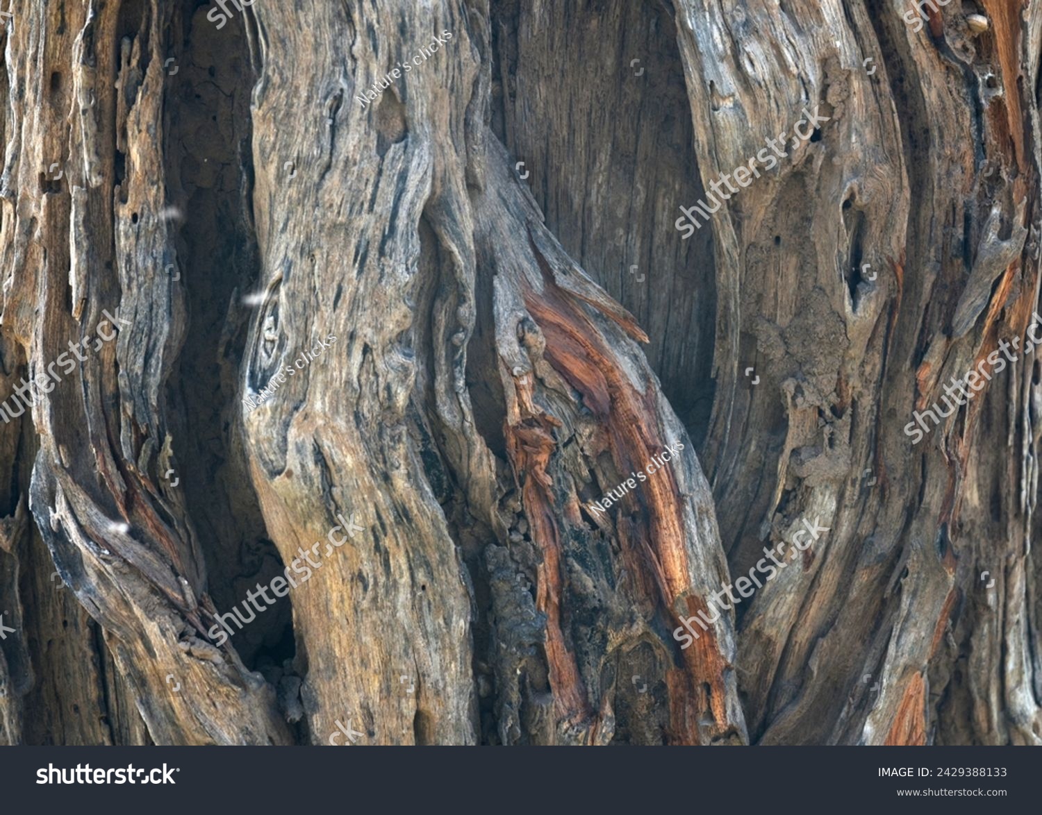 Old tree texture. Bark pattern, For background wood work, Bark of brown hardwood, thick bark hardwood, residential house wood. nature, tree, bark, hardwood, trunk, tree , tree trunk close up texture #2429388133