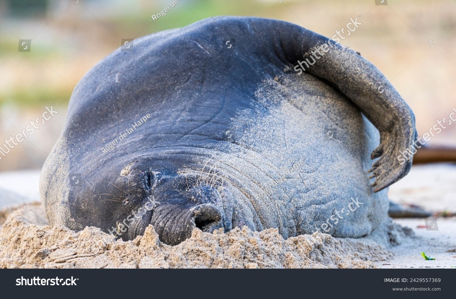 Rare sighting of a vagrant southern elephant seal (Mirounga leonina) on the Onrus beach near Hermanus, Whale Coast, Overberg, Western Cape, South Africa. #2429557369