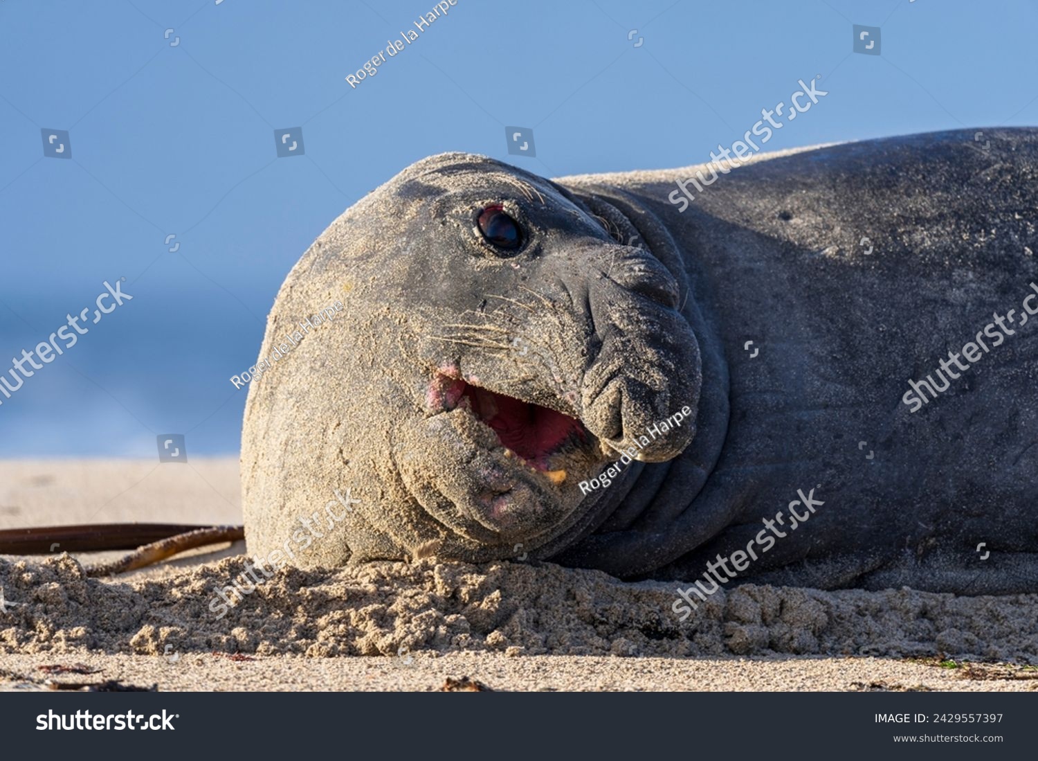 Rare sighting of a vagrant southern elephant seal (Mirounga leonina) on the Onrus beach near Hermanus, Whale Coast, Overberg, Western Cape, South Africa. #2429557397