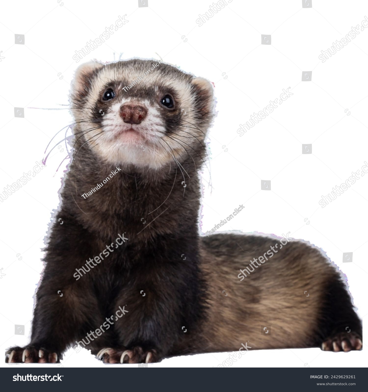 Black-footed ferret isolated on white background.The black-footed ferret also known as the American polecat or prairie dog hunter, is a species of mustelid native to central North America. #2429629261