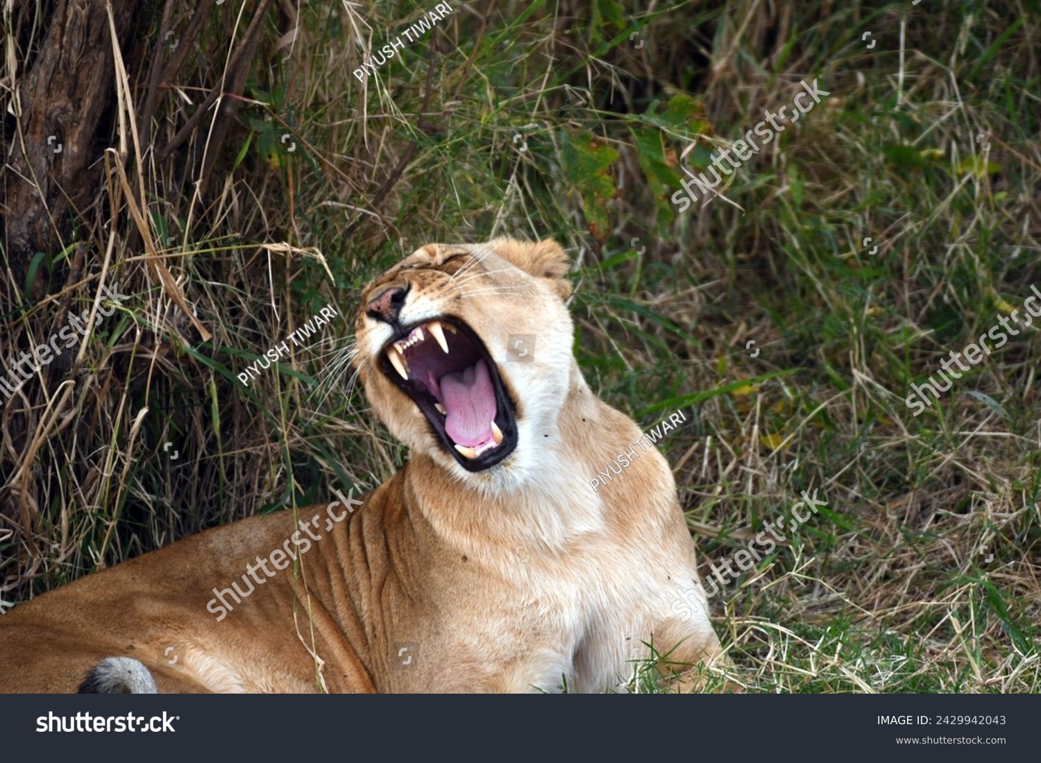 Lions at Maasai Mara Kenya #2429942043