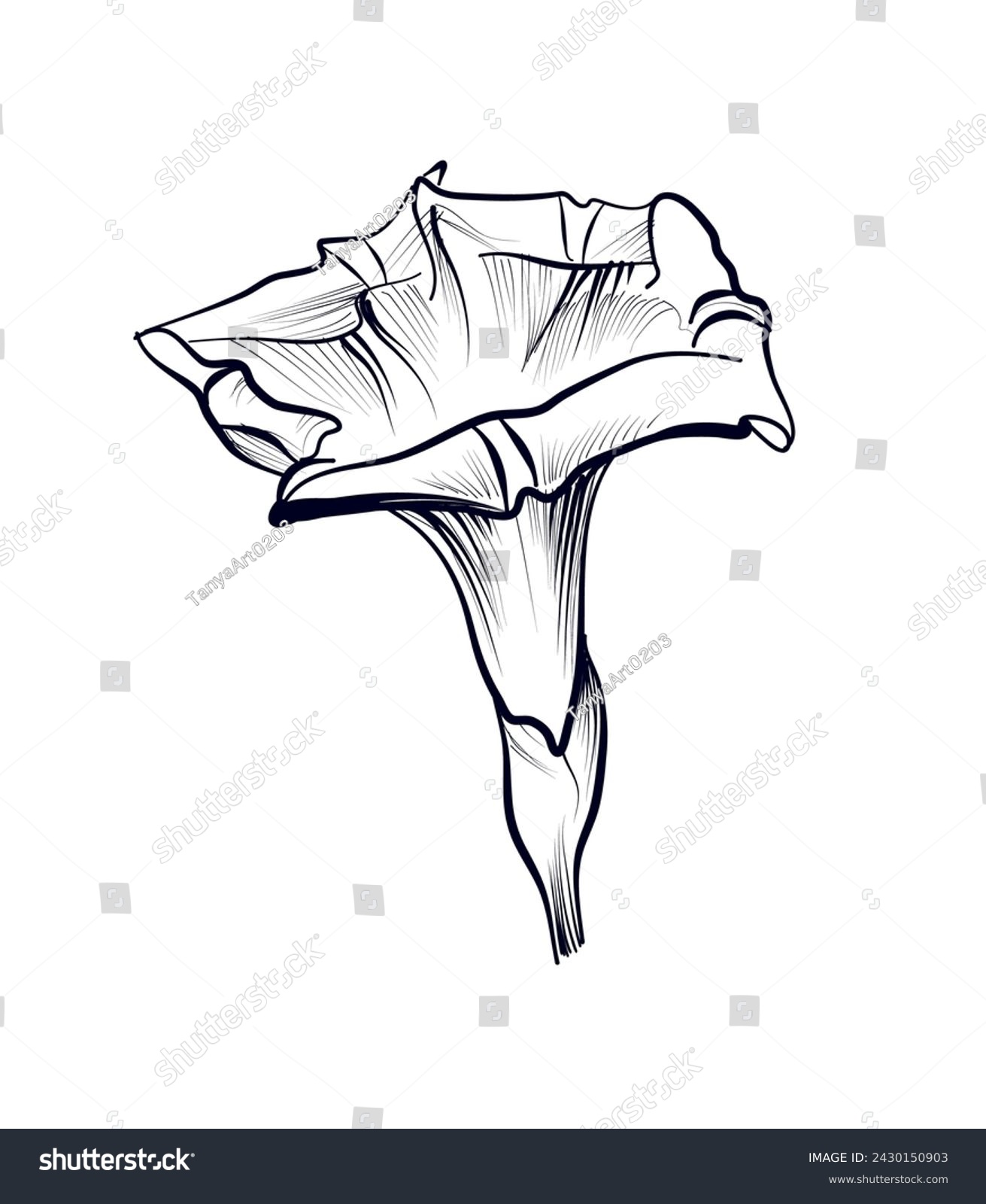 hand drawing of a bindweed flower vector - Royalty Free Stock Vector ...