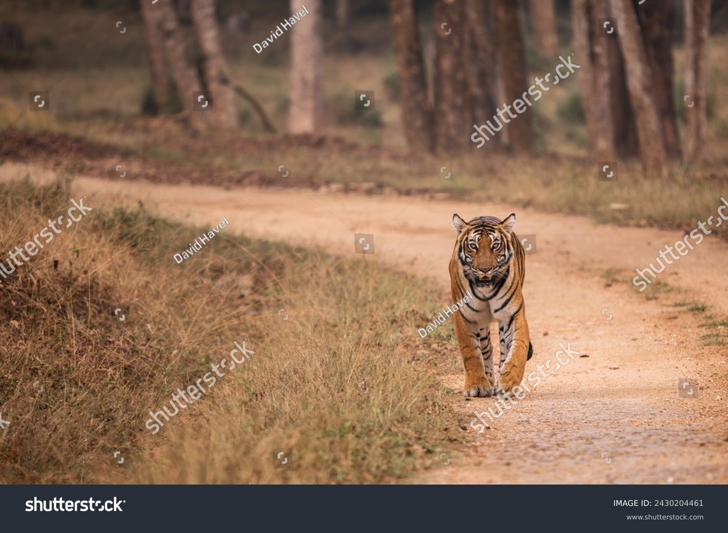 Bengal Tiger - Panthera Tigris tigris, beautiful colored large cat from South Asian forests and woodlands, Nagarahole Tiger Reserve, India. #2430204461