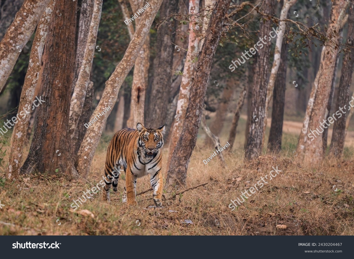 Bengal Tiger - Panthera Tigris tigris, beautiful colored large cat from South Asian forests and woodlands, Nagarahole Tiger Reserve, India. #2430204467