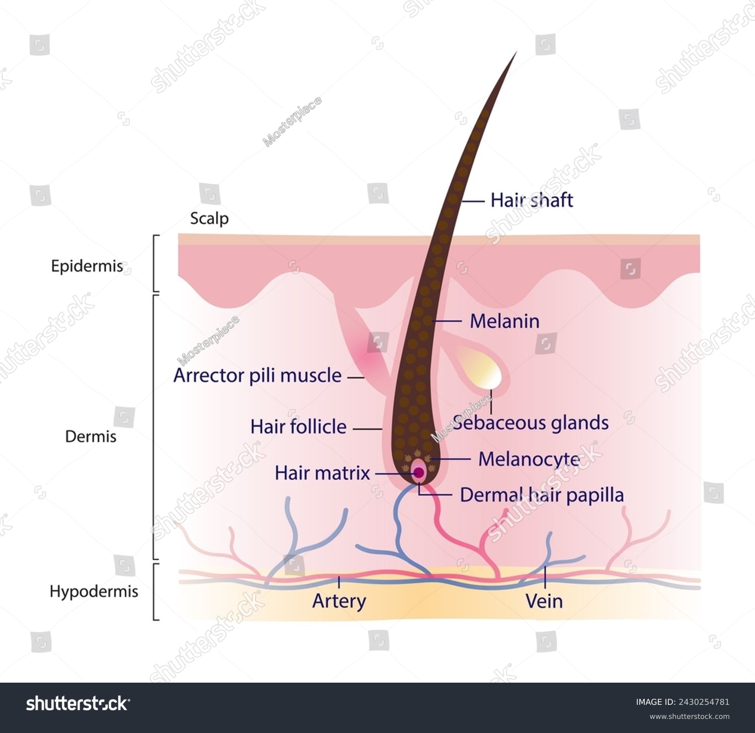 Diagram of hair structure anatomy vector - Royalty Free Stock Vector ...