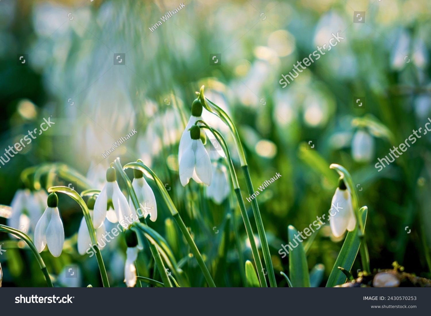 Snowdrop or common snowdrop, Galanthus nivalis flowers. Snowdrops after the snow has melted. In the forest in the wild in spring snowdrops bloom. #2430570253