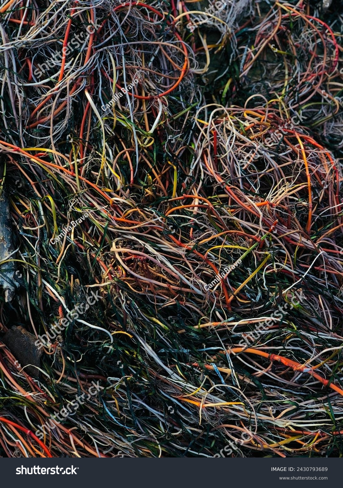A tangle of algae that look like cables #2430793689