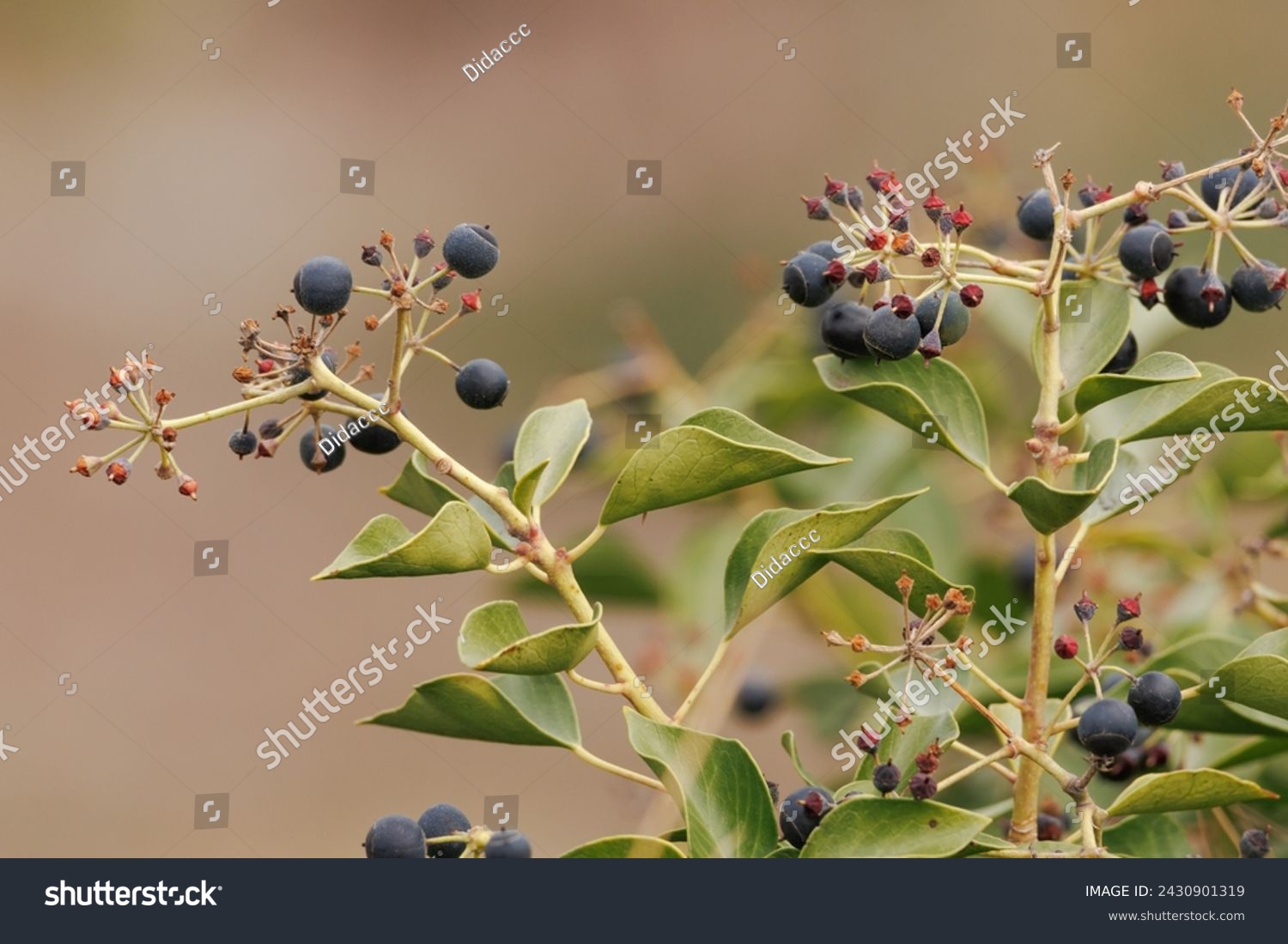 Poison ivy with berries, Hedera canariensis, Alcoy, Spain #2430901319