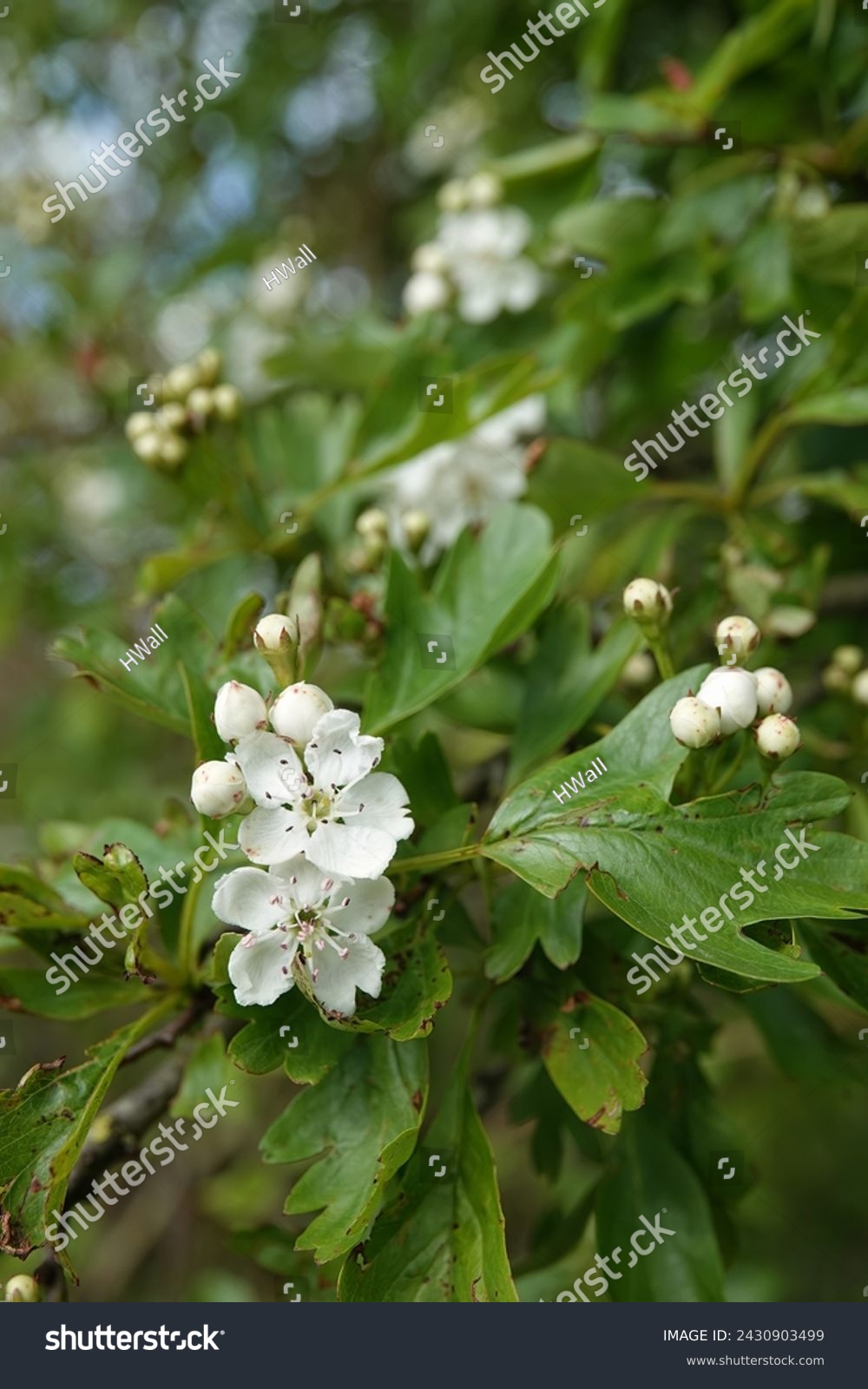 Natural vertical closeup shot of a white blooming common hawthorn shrub, Crataegus monogyna #2430903499