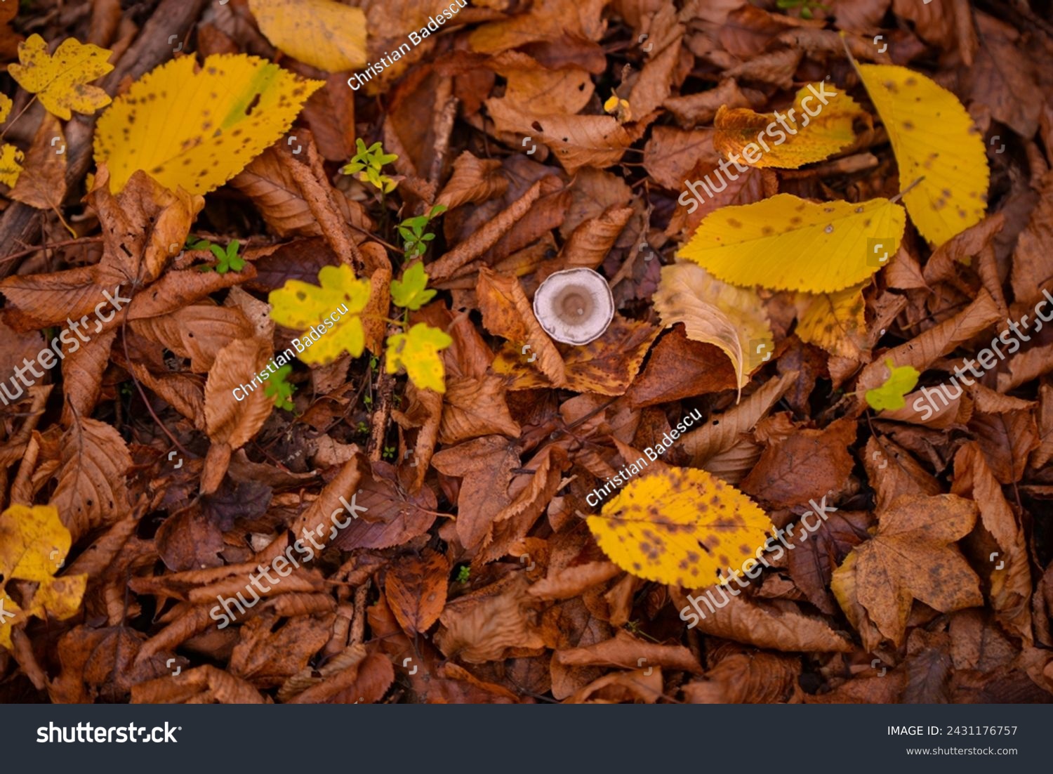 Tiny mushroom growing alone in the forest. A small living organism through the colored leaves in a rainy day during fall season #2431176757