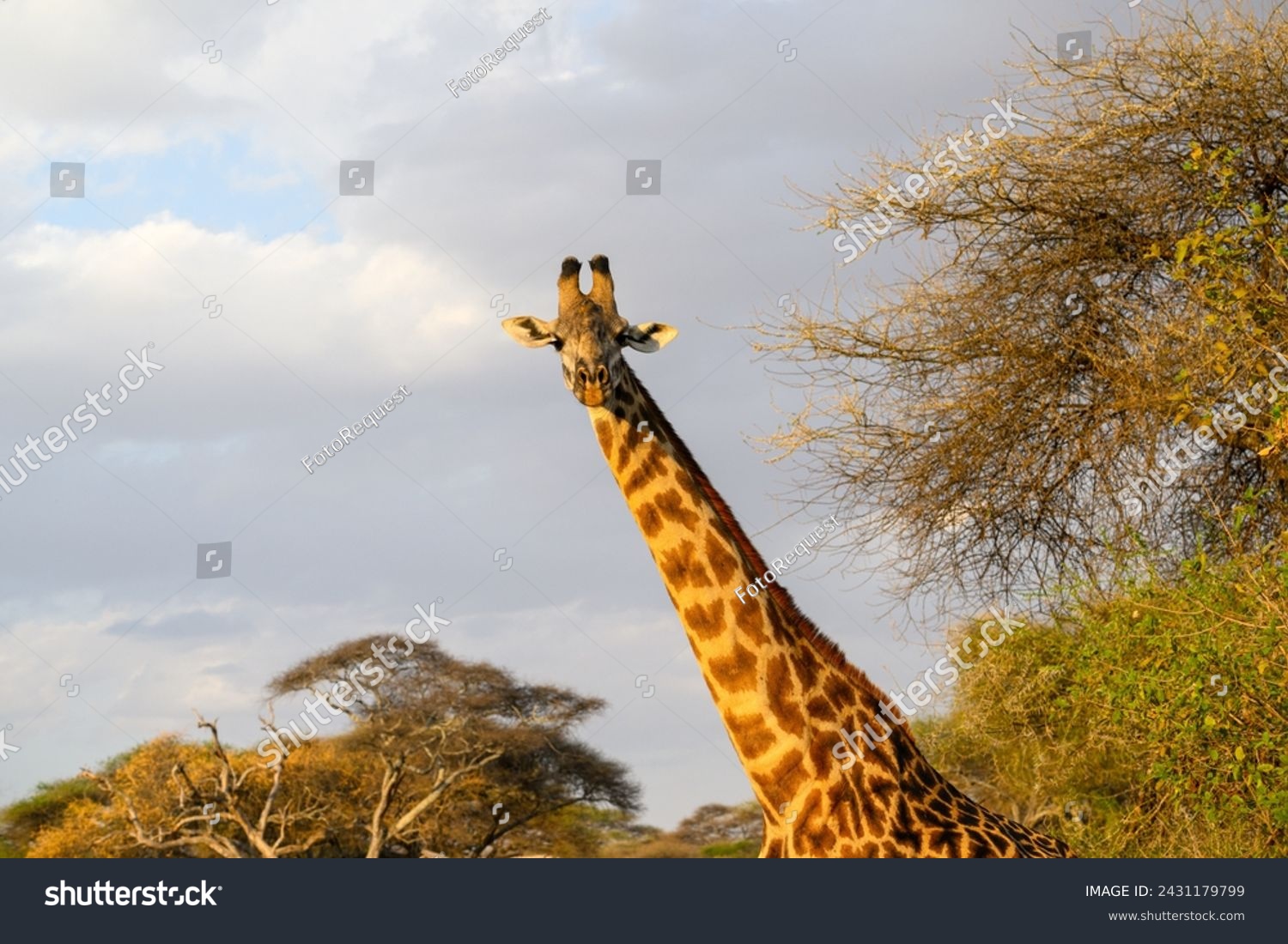 Masai Giraffe closeup portrait in Tarangire National Park, Tanzania #2431179799