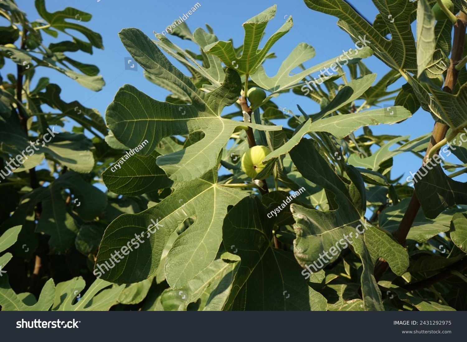 Ficus carica with fruits grows in August. The fig is the edible fruit of Ficus carica, a species of small tree in the flowering plant family Moraceae. Rhodes Island, Greece #2431292975