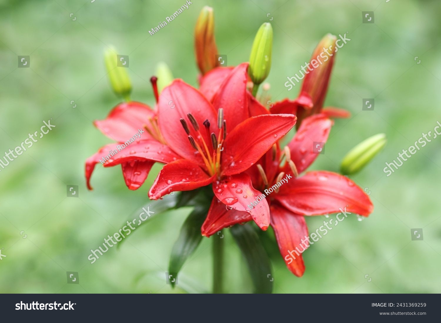 Red lily flower. Beautiful red lilies in the summer garden. Lilium belonging to the Liliaceae. Oriental Hybrid Lily close up. Red Stargazer Lily flower. Full blooming red Asiatic lily flower. #2431369259